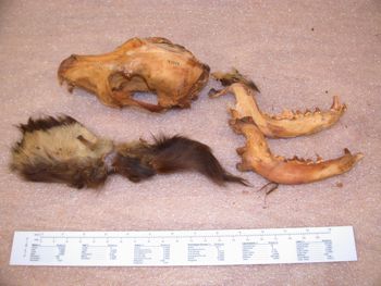Media type: image;   Mammalogy 47444